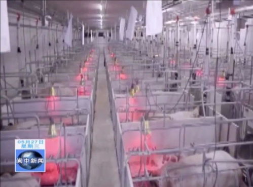 年出欄80萬頭生豬養(yǎng)殖、屠宰及豬肉制品精深加工產業(yè)項目落地我市，助力煤炭及制品銷售升級